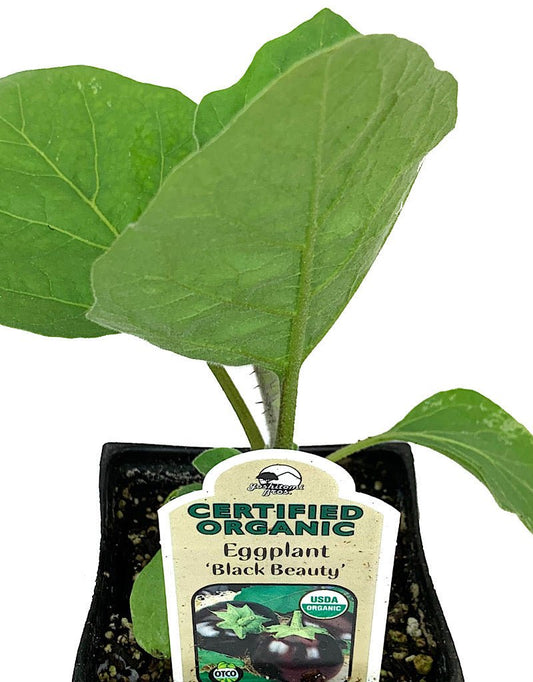 Eggplant 'Black Beauty' - The Garden Corner