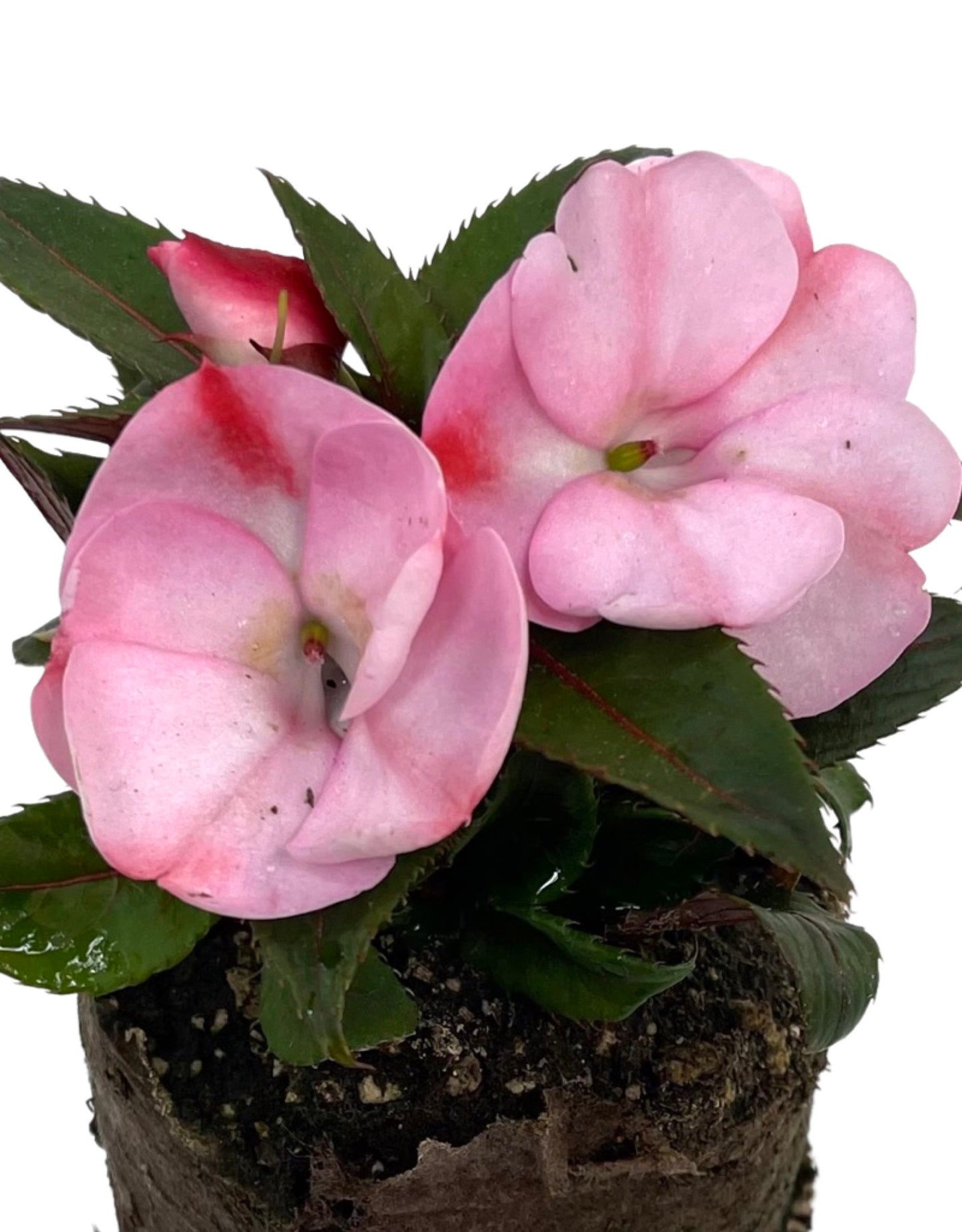 Sunpatiens 'Compact Pink Candy' - The Garden Corner