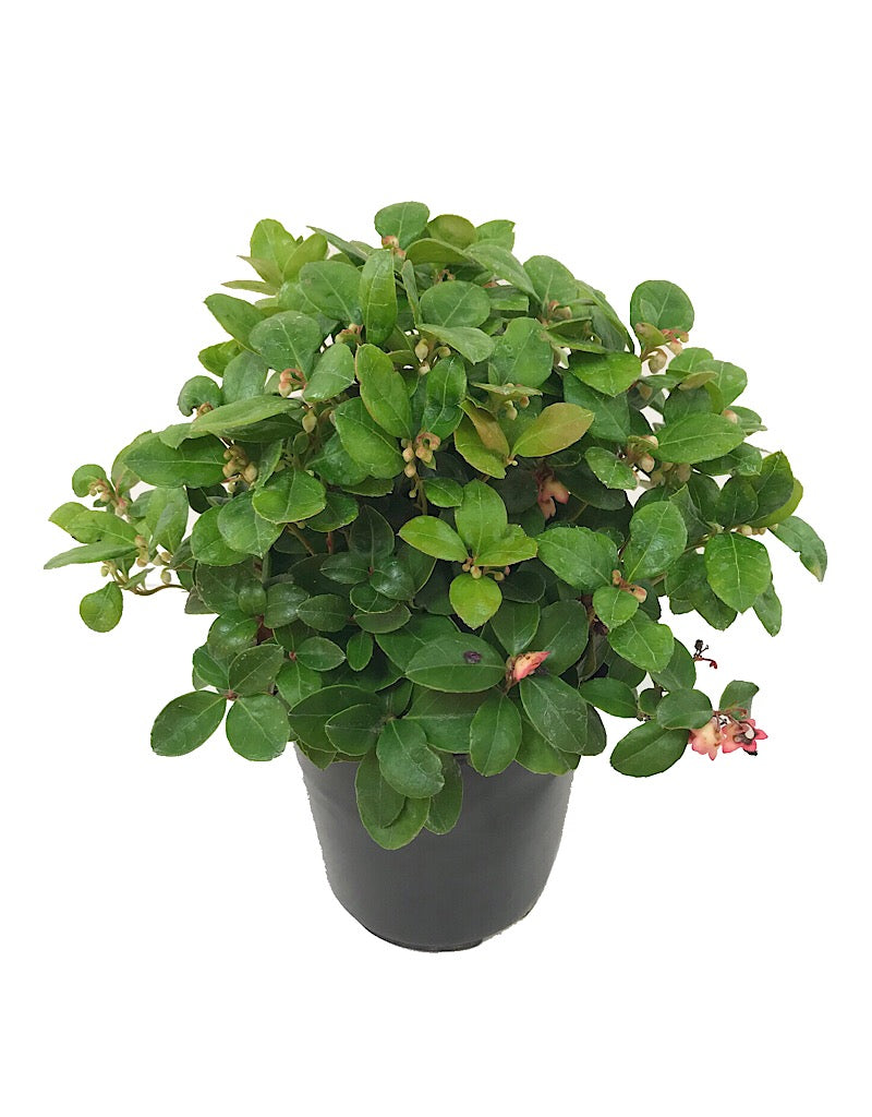 Gaultheria mucronata 'White Pearl' - 1 gal