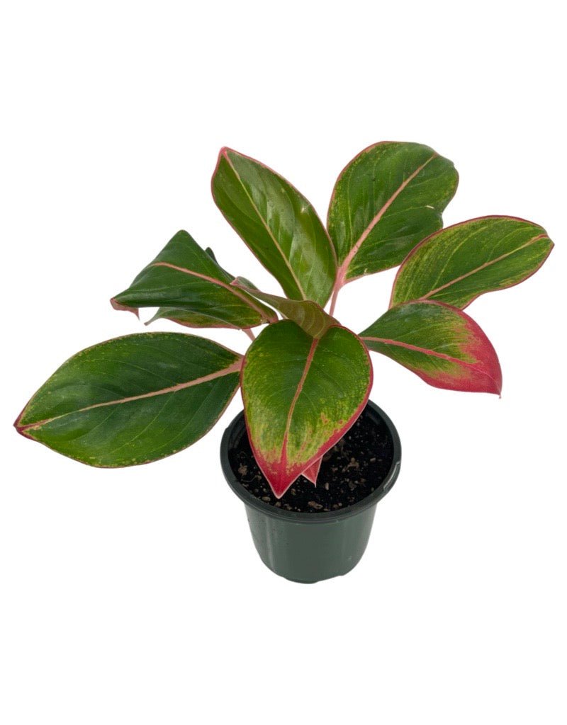 aglaonema 'sapphire suzanne' leaves Aglaonema 'Sapphire Suzanne' – The Garden Corner