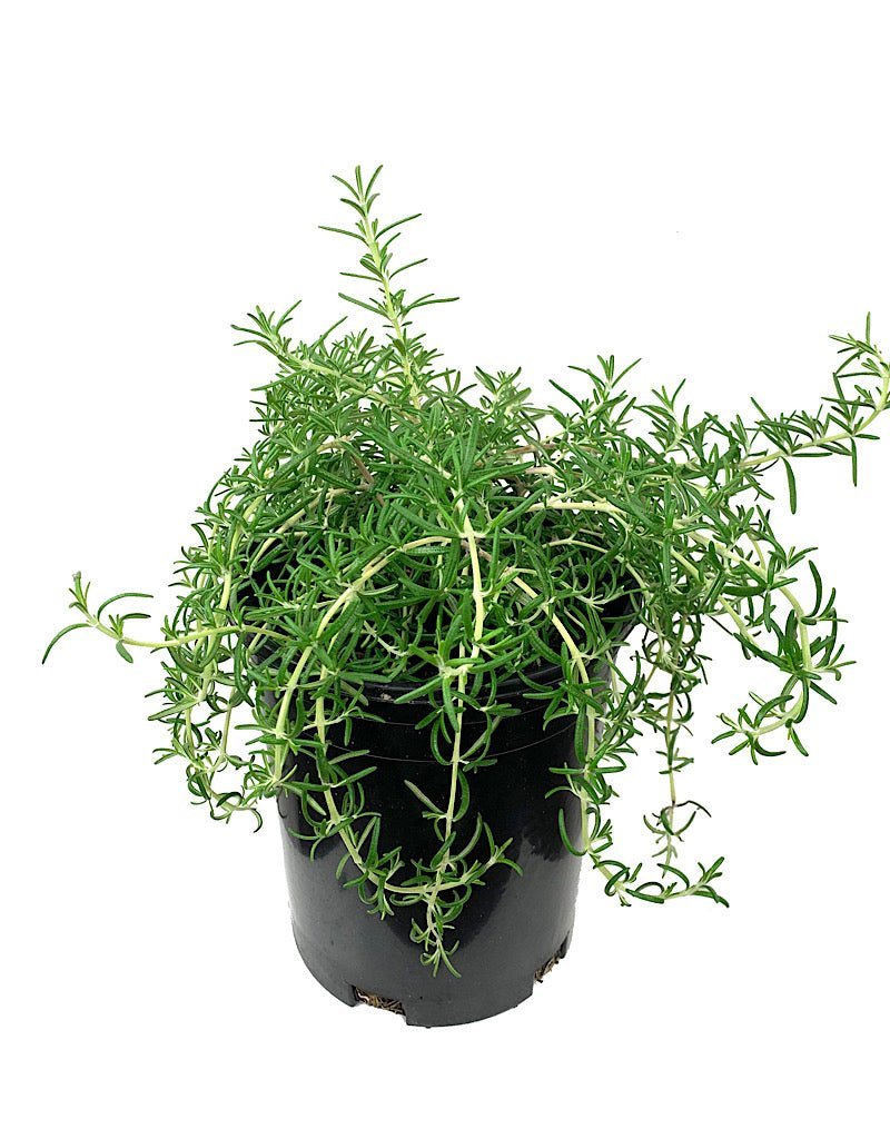 Rosmarinus officinalis 'Irene' - The Garden Corner