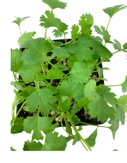 Cilantro Organic - The Garden Corner