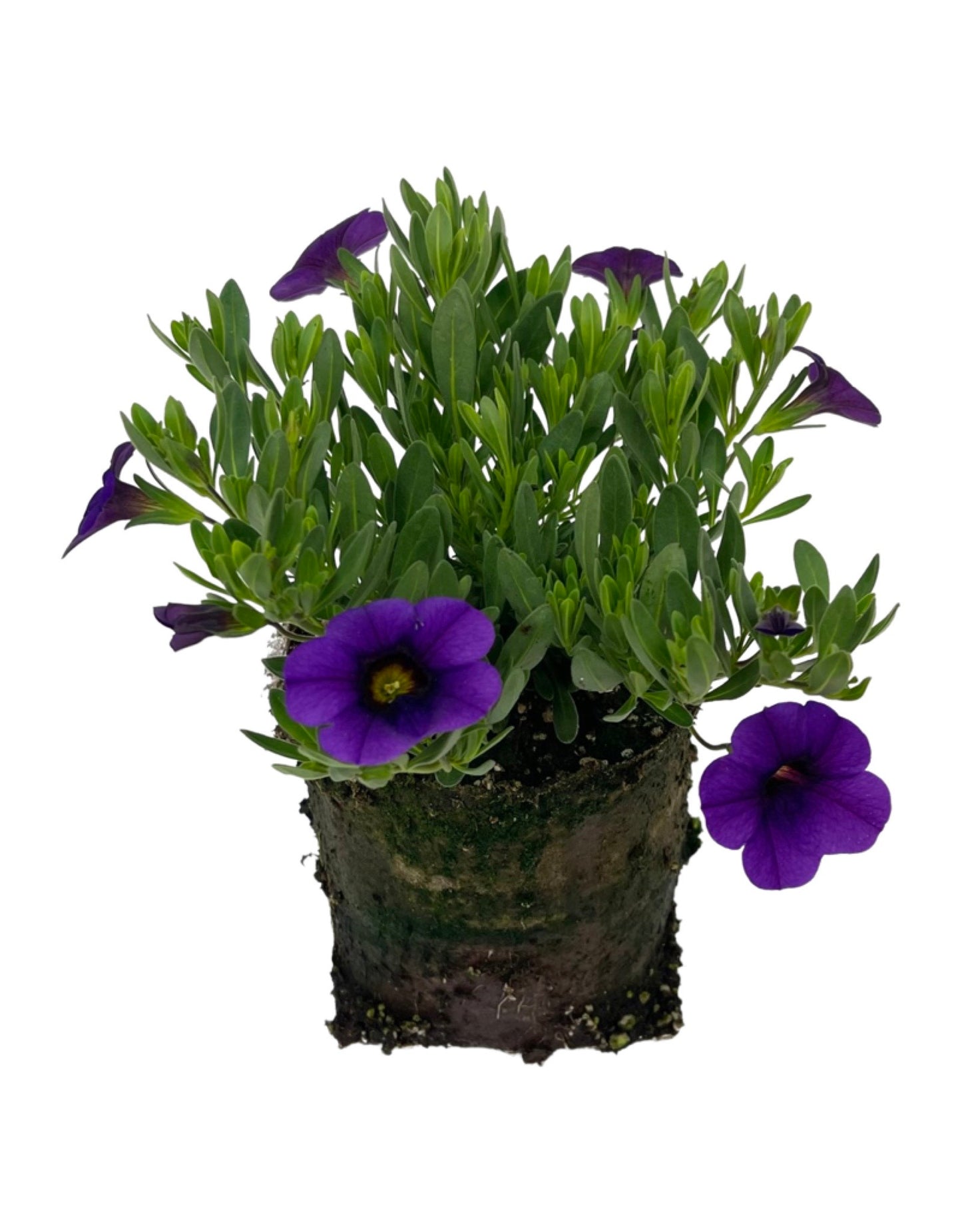Calibrachoa 'Conga Dark Blue'