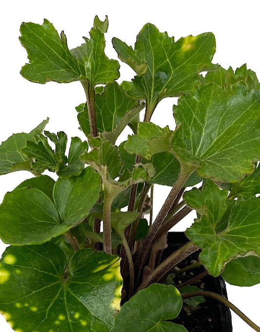 Farfugium japonicum 'Shishi Botan' Quart - The Garden Corner