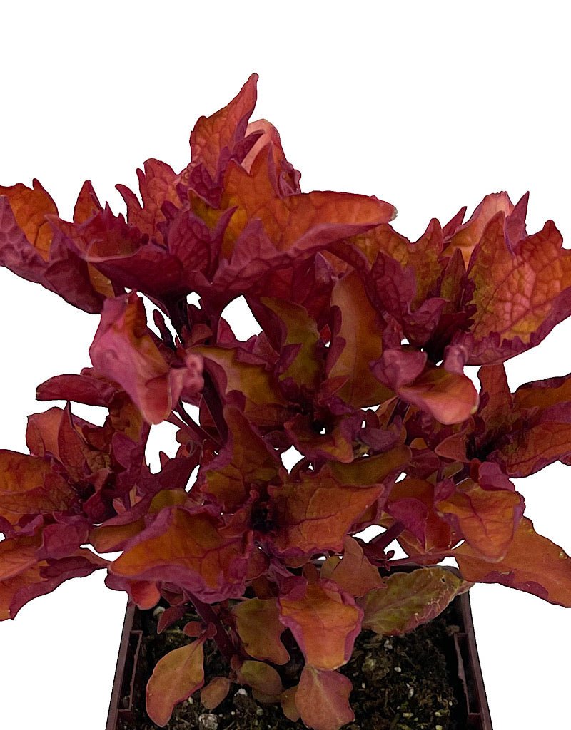 Coleus 'Henna' - The Garden Corner