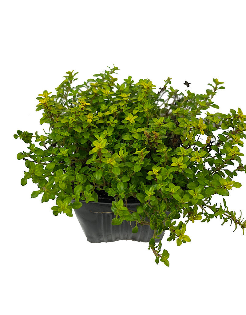 Thymus citriodorus 'Archers Gold'
