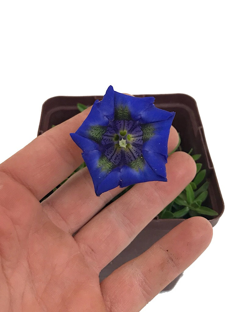 Gentiana a. 'Holzmann' - Quart