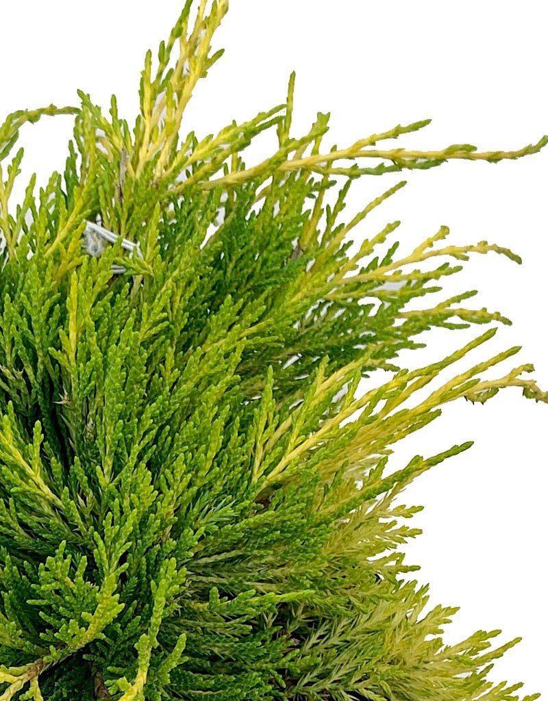 Juniperus communis 'Gold Coast' 1 Gal - The Garden Corner