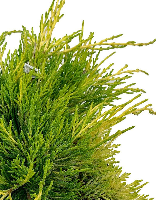 Juniperus communis 'Gold Coast' 1 Gal - The Garden Corner