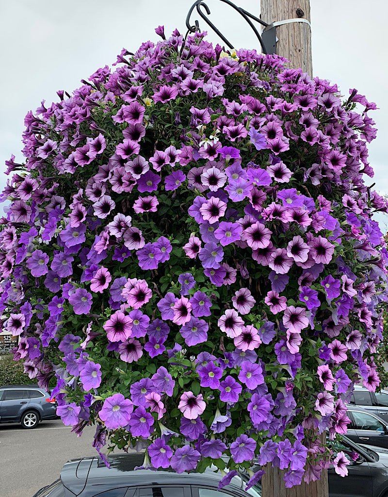Our Passion Basket - Pre-Order - Annuals