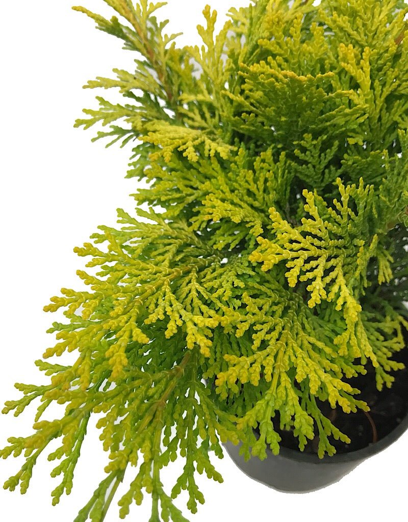 Cham. obtusa 'Kerdalo' - 4 inch - The Garden Corner