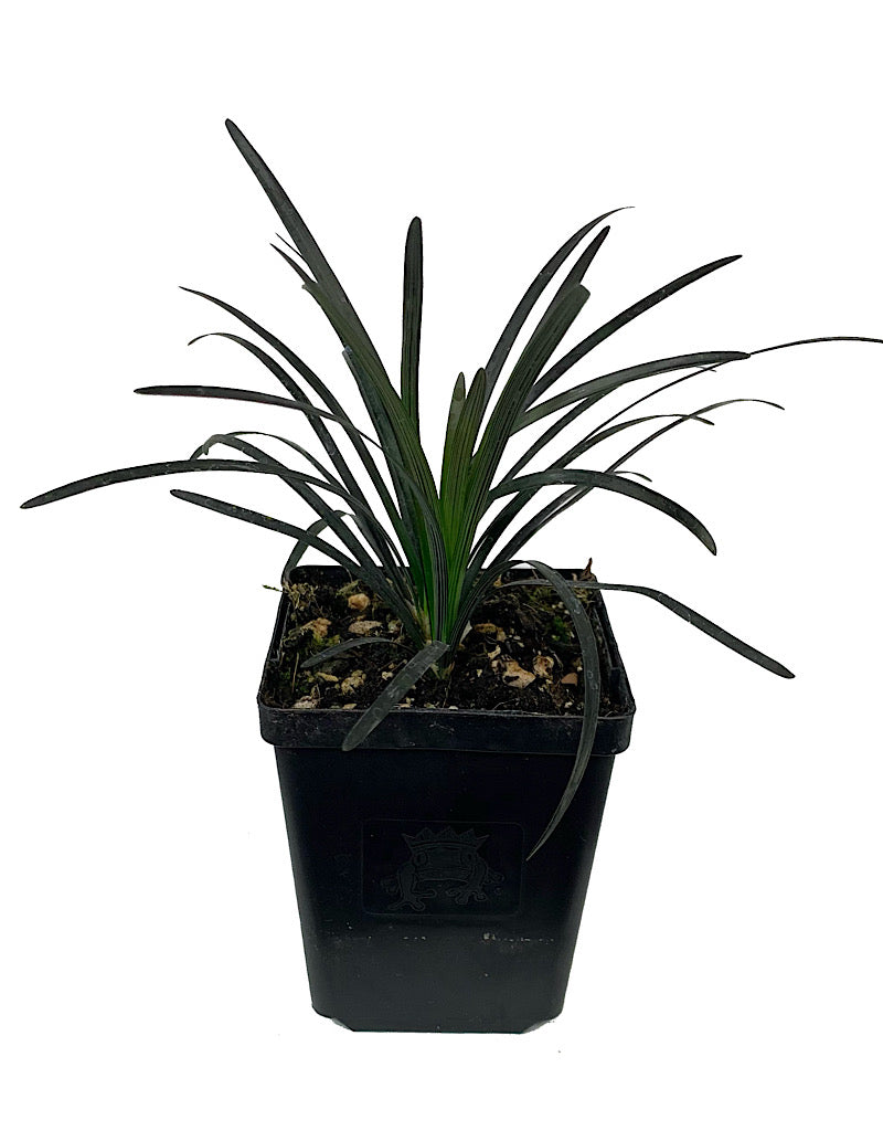 Ophiopogon planiscapus 'Nigrescens'
