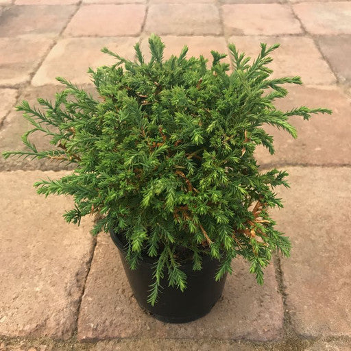 Thuja occidentalis 'Mr Bowling Ball'