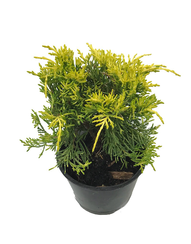 Juniperus pfitzeriana 'Golden Joy' 4 Inch