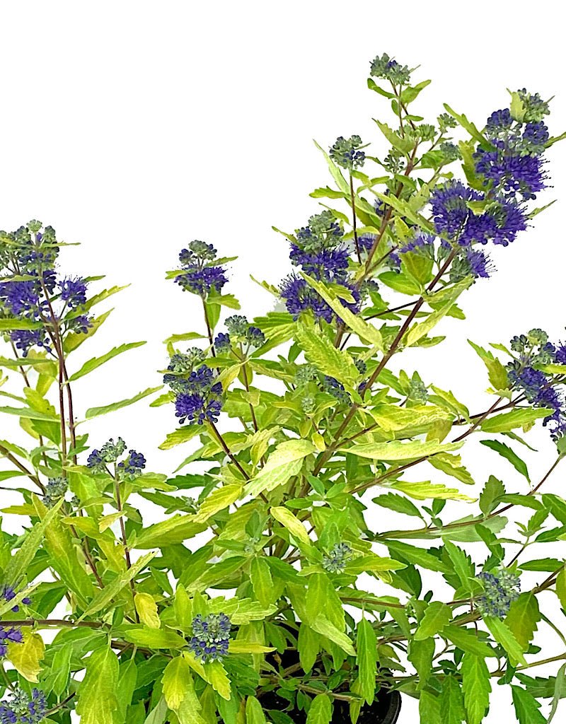 Caryopteris 'Gold Crest' 1 Gallon - The Garden Corner