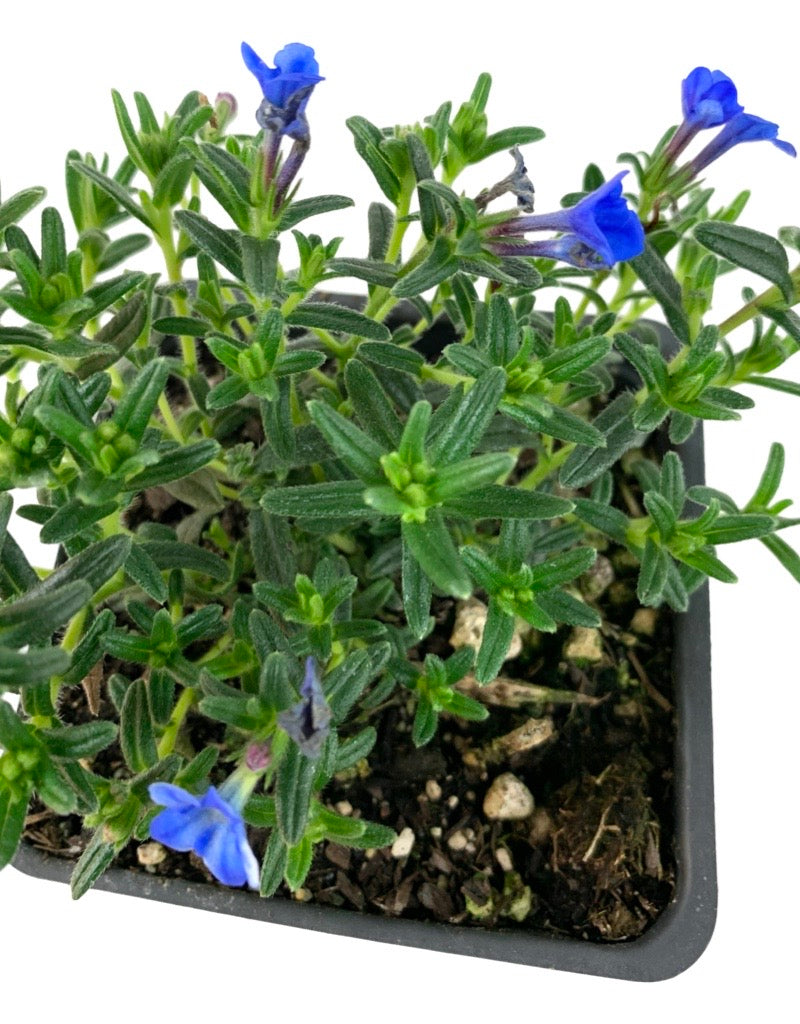 Lithodora diffusa 'Grace Ward'