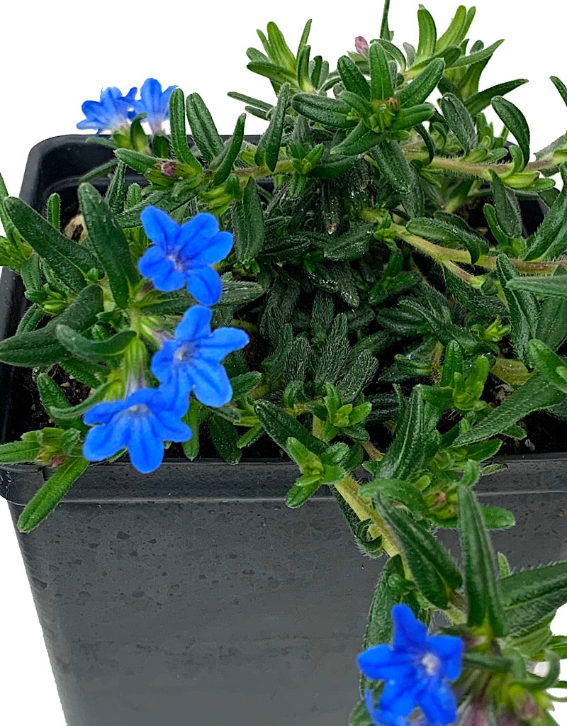 Lithodora diffusa 'Heavenly Blue'