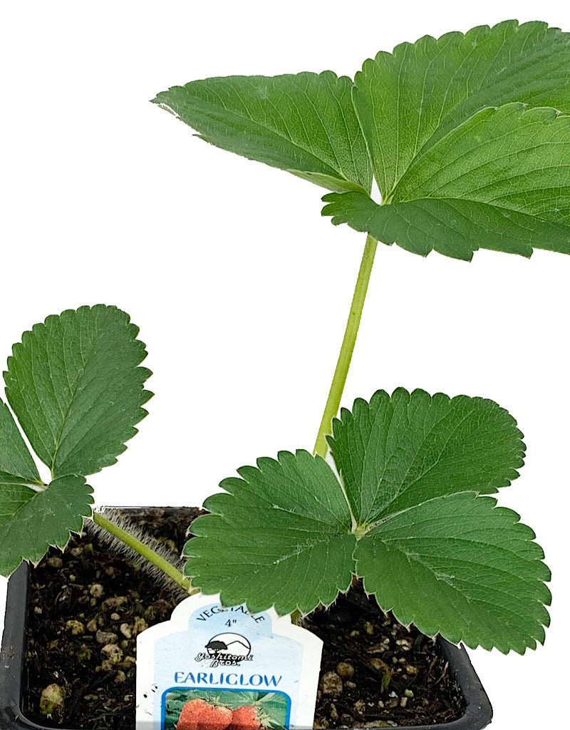 Strawberry 'Earliglow' 4 Inch - The Garden Corner