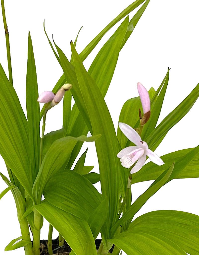 Bletilla striata 'Alba' Quart - The Garden Corner