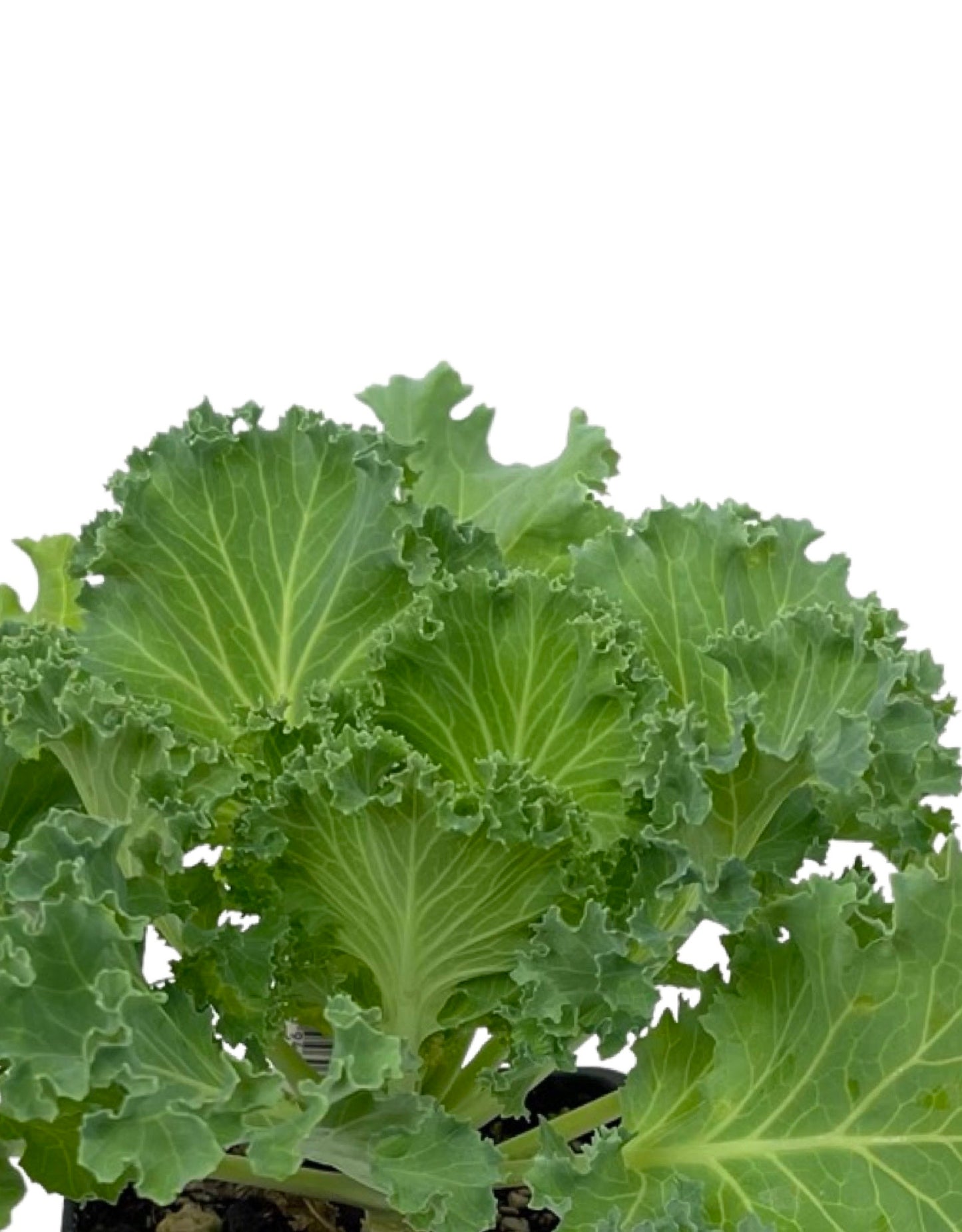 Kale 'Kamome White' 4 Inch