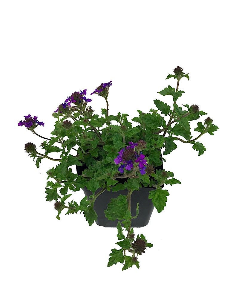 hanging verbena plant Verbena 'Homestead Purple' – The Garden Corner