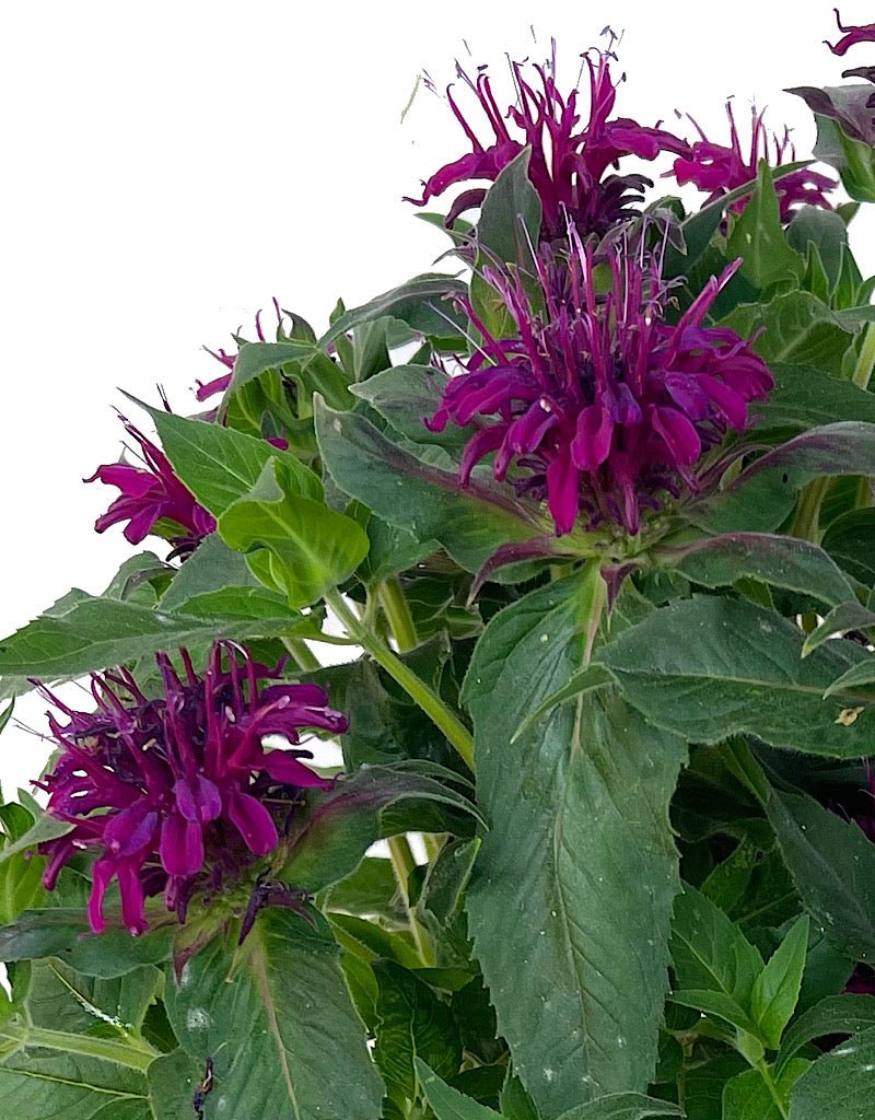 Monarda 'Balmy Purple' 1 Gallon - The Garden Corner