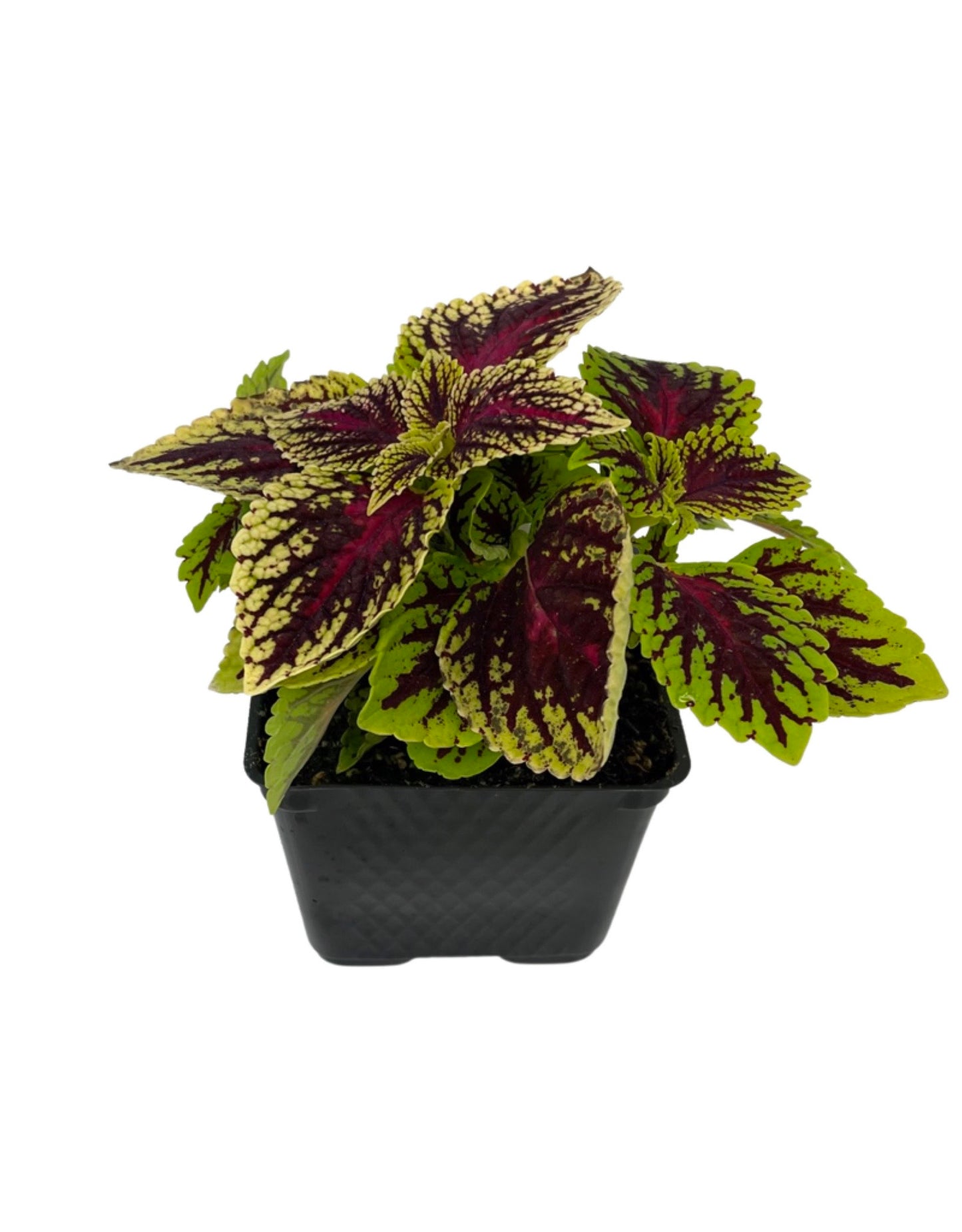 Coleus 'Dragon Heart'