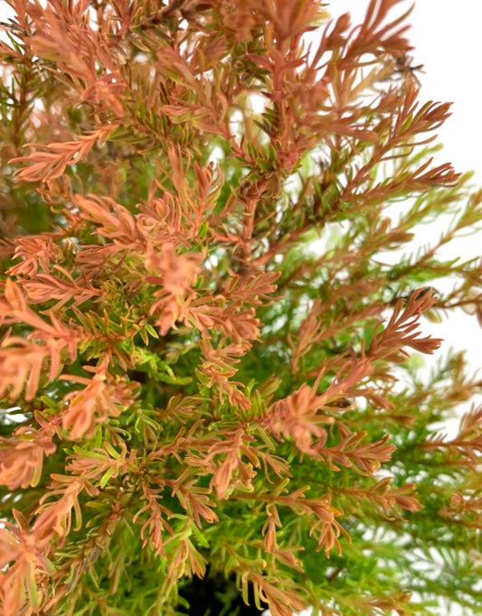 Thuja occidentalis 'Fire Chief' - The Garden Corner