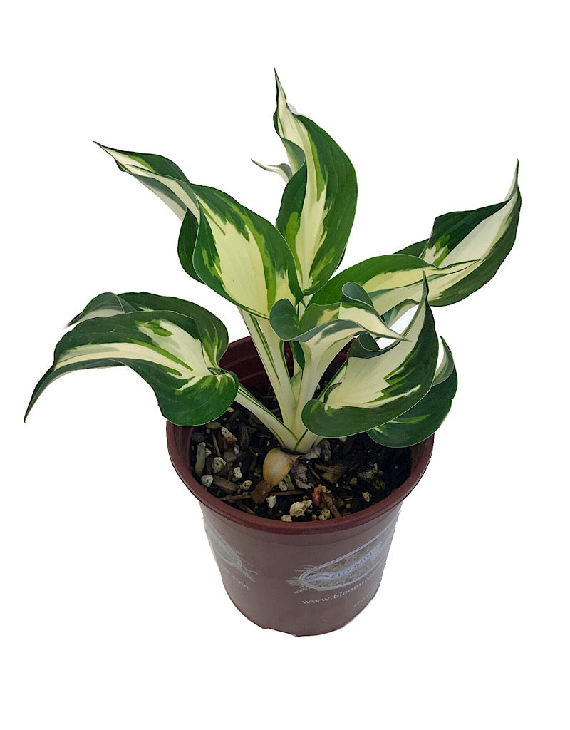 Hosta 'Loyalist' 1 Gallon