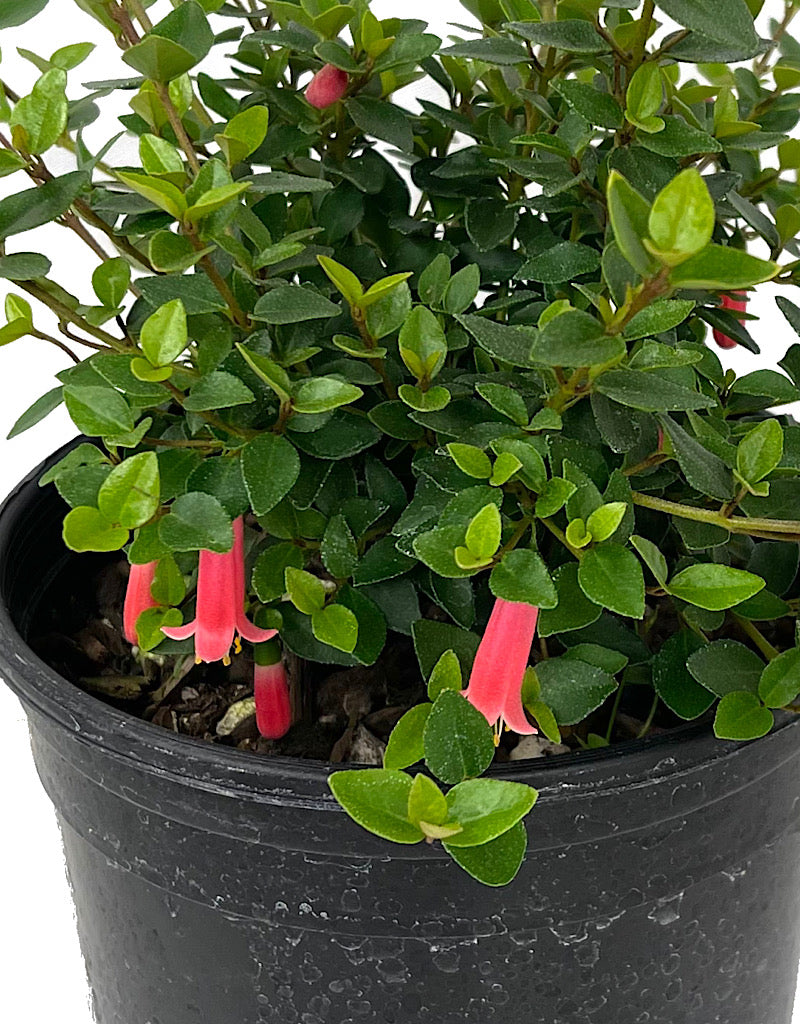 Correa 'Pink Flamingo' 1 Gallon