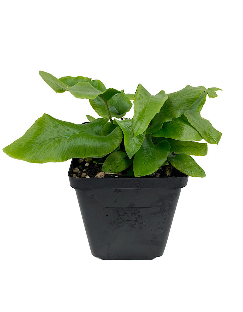 Pyrrosia Lingua €˜Yabane Fu 4 Inch