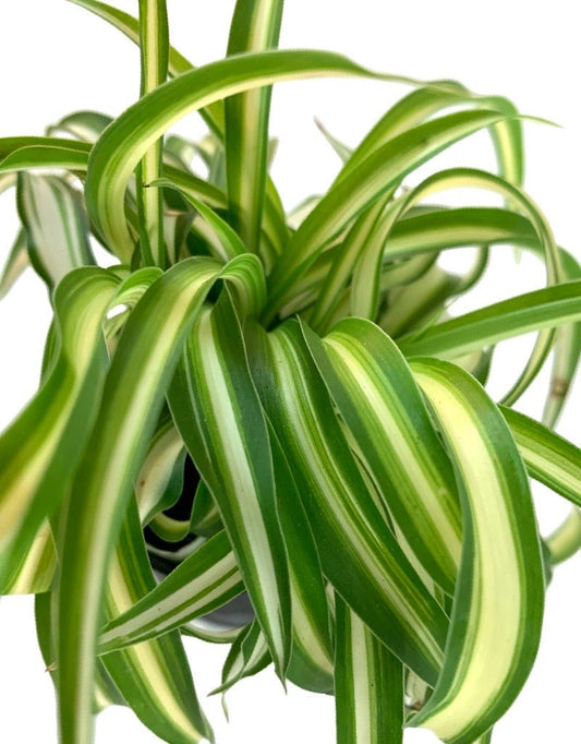 Chlorophytum comosum 'Bonnie' - The Garden Corner