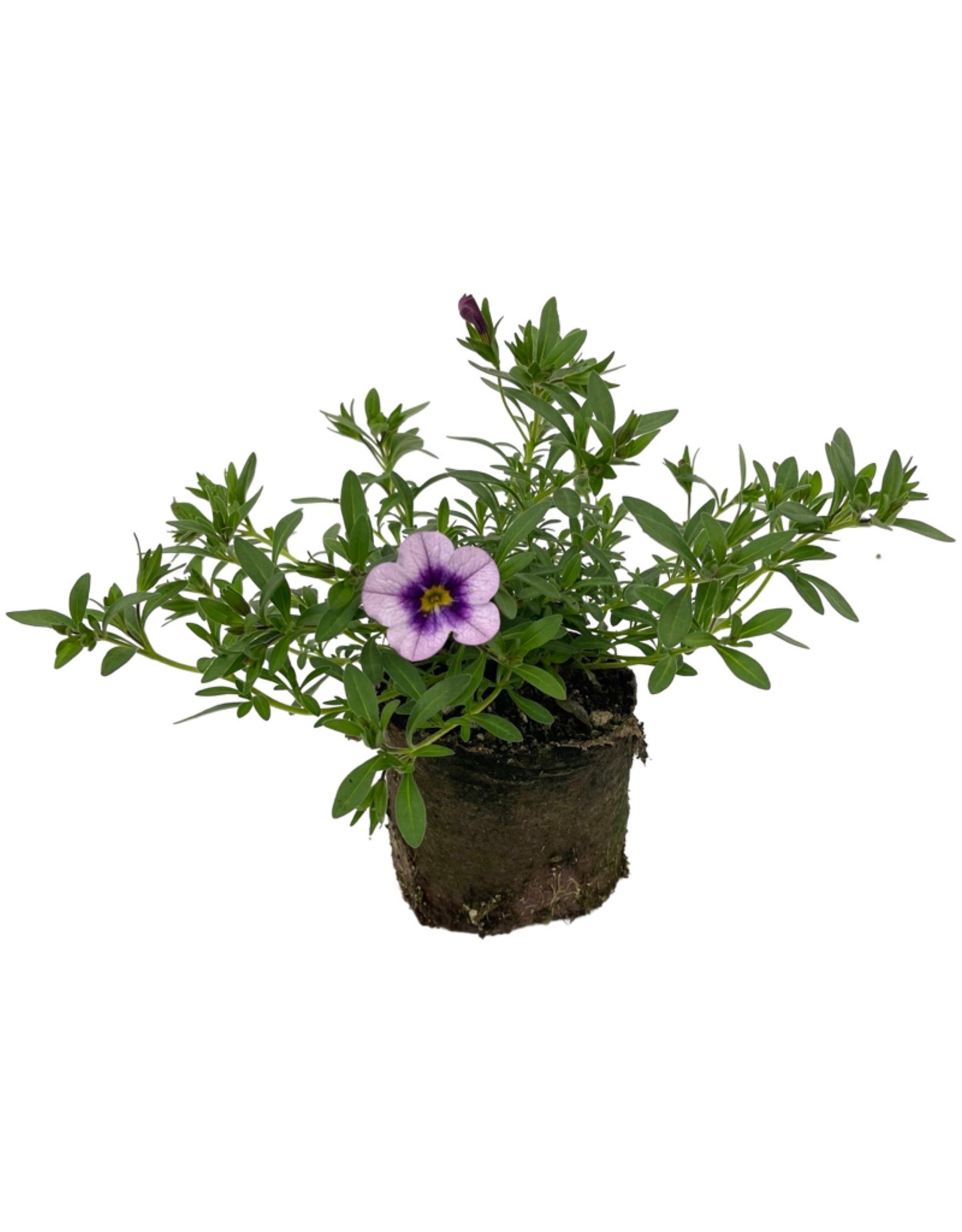 Calibrachoa 'Bloomtastic Serenity'