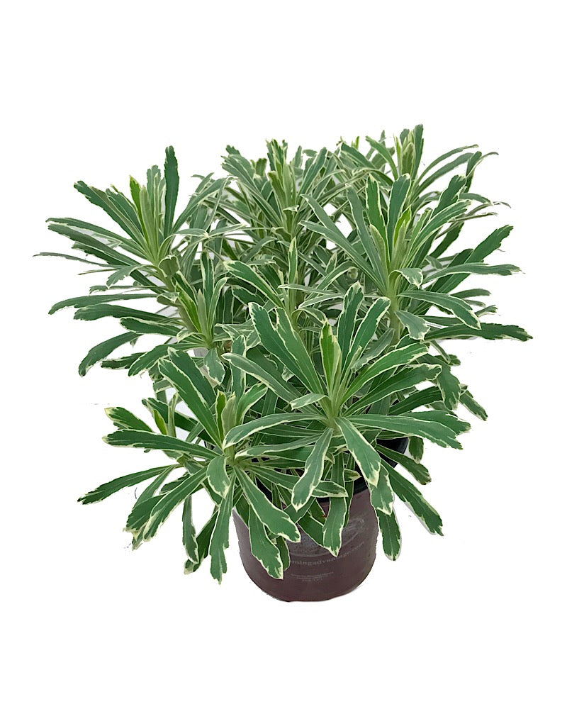 Euphorbia 'Silver Swan'