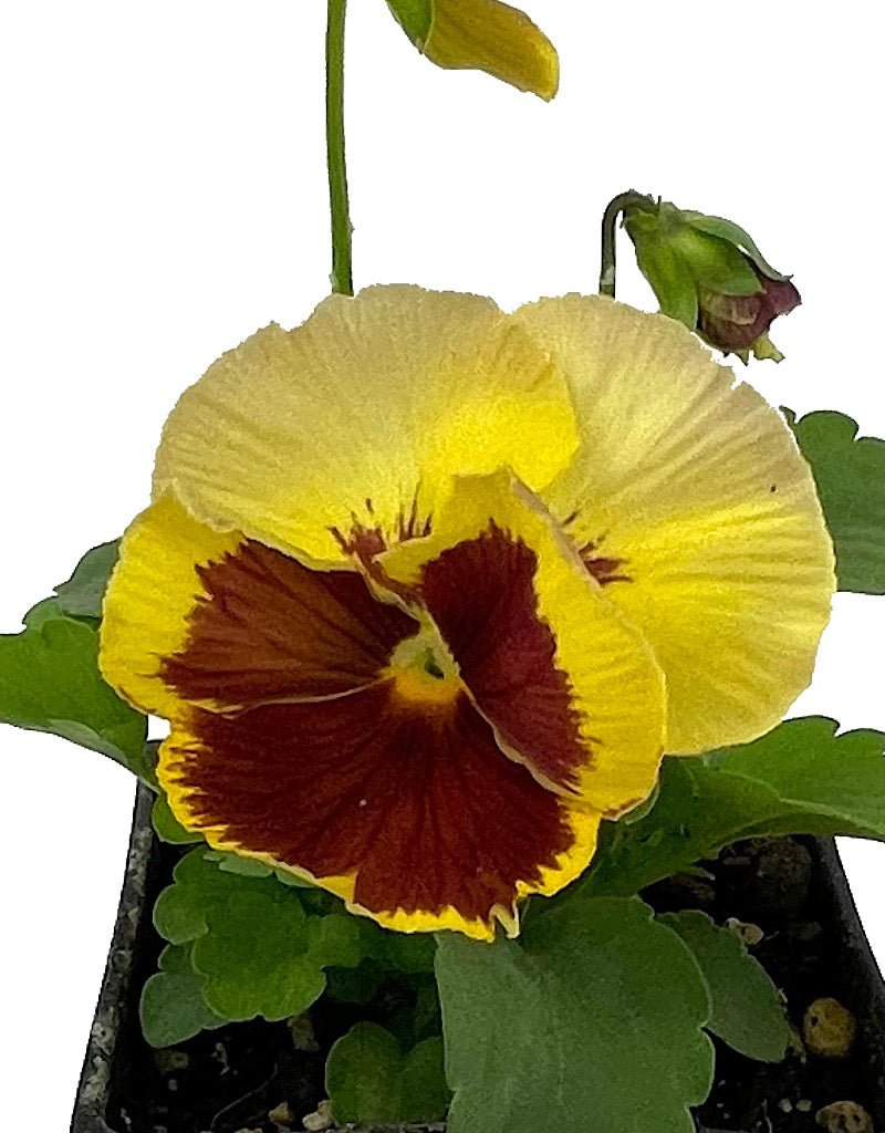 Pansy - Seasonal Plant