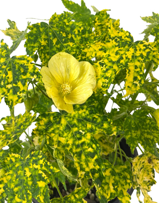Abutilon pictum 'Thompsonii Yellow' 1 Gallon - The Garden Corner