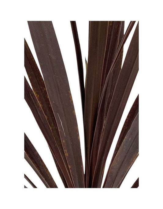 Cordyline australis 'Red Sensation' 1 Gallon - The Garden Corner