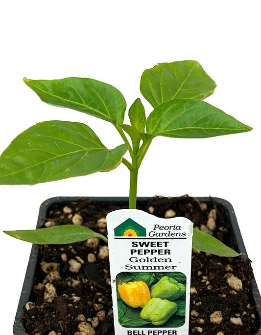 Pepper 'Golden Summer' 4 inch - The Garden Corner