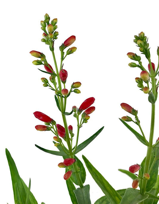 Penstemon 'Red Riding Hood' - Quart - The Garden Corner