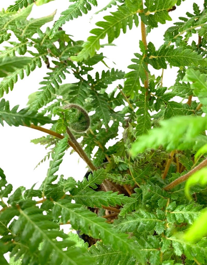 Dicksonia antarctica - The Garden Corner
