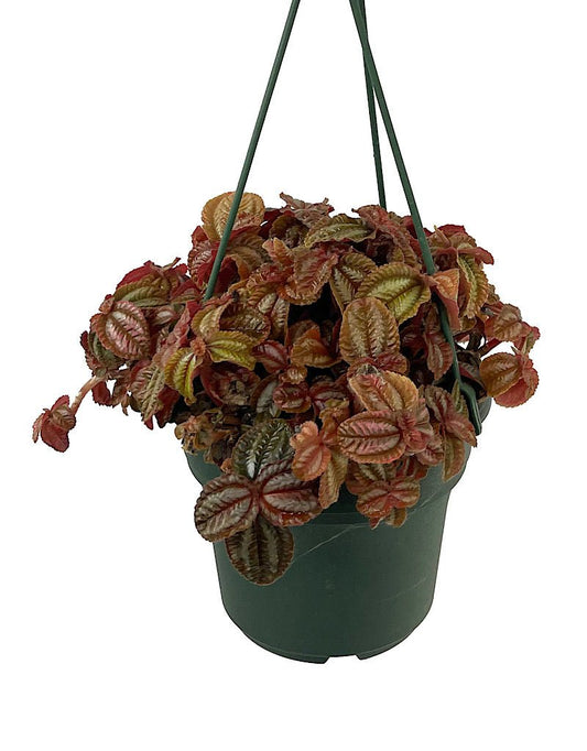 Pilea 'Red Leaf' 6 Inch Hanging Basket - The Garden Corner