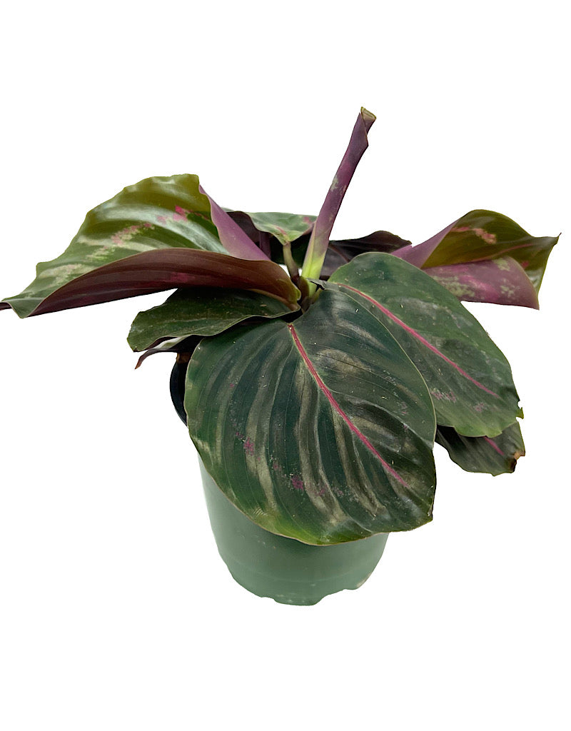 Calathea roseopicta 'Dottie' 4 Inch