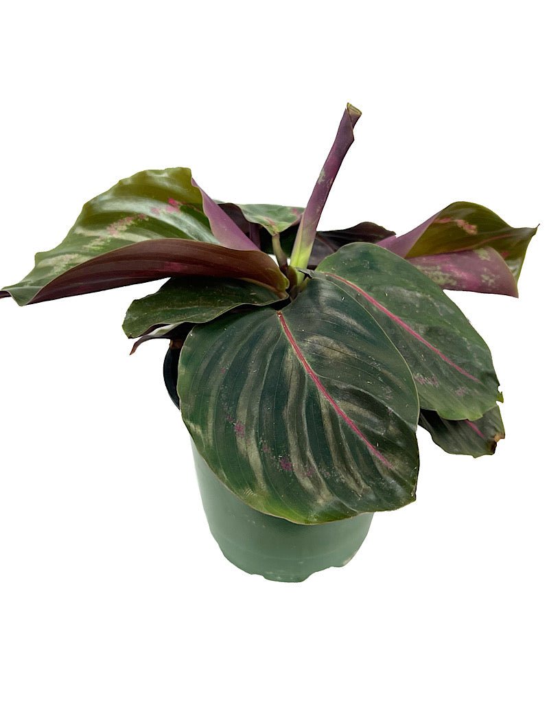 Calathea roseopicta 'Dottie' 4 Inch - The Garden Corner