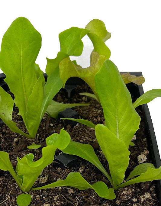 Lettuce 'Salad Bowl Mix' - The Garden Corner