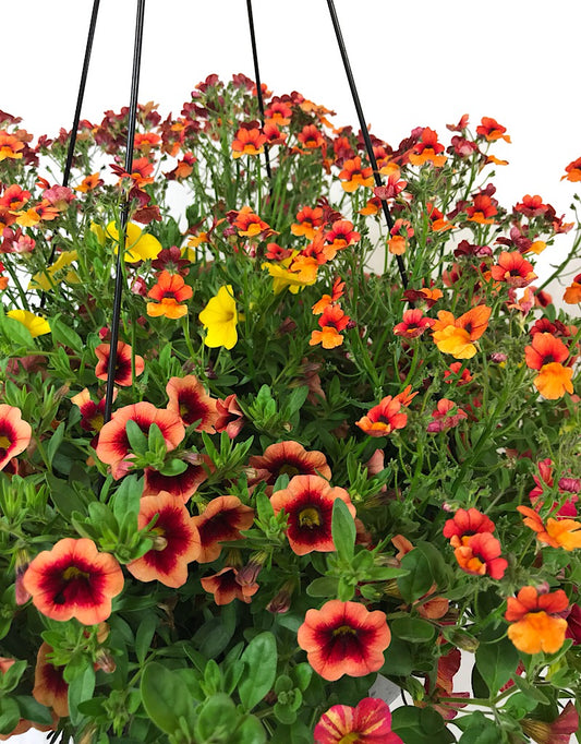 Rebel Basket Combination 4 - Annuals