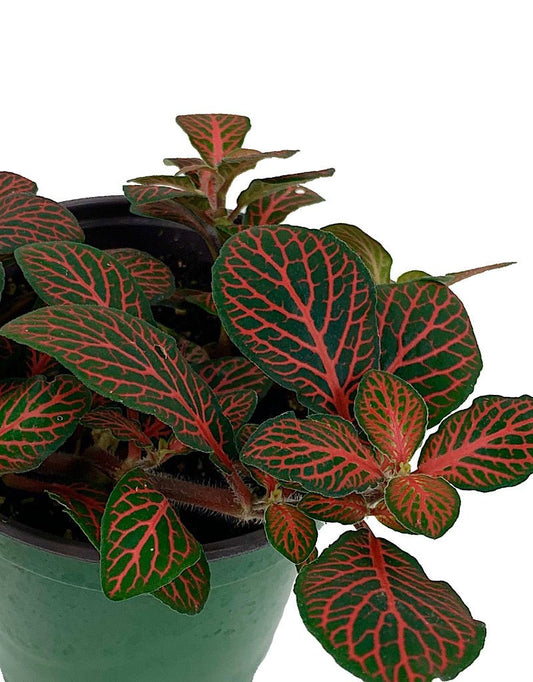 Fittonia verschaffeltii 'Red Vein' 4 inch - The Garden Corner