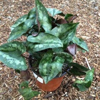 Asarum splendens Quart - The Garden Corner