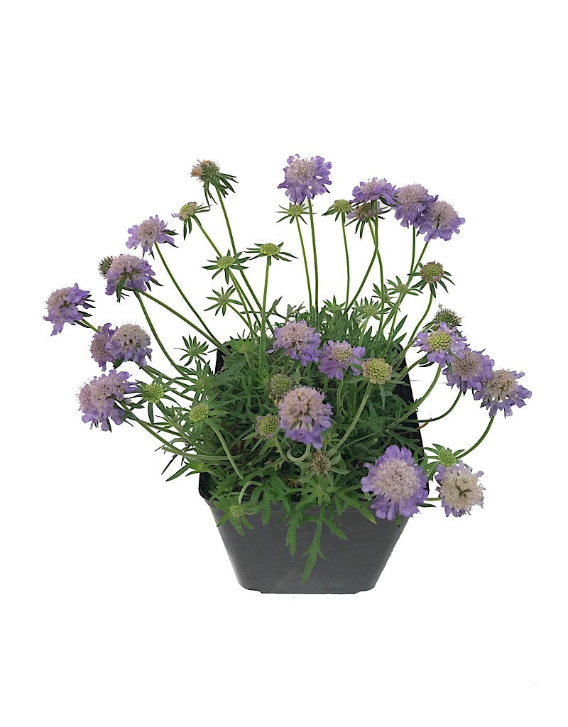 Scabiosa 'Blue Note'- 1 gal