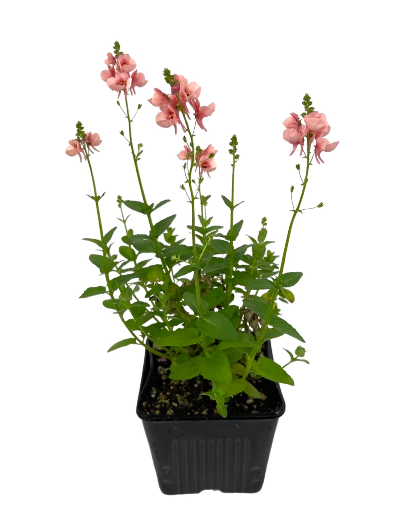 Diascia 'My Darling Peach' - The Garden Corner