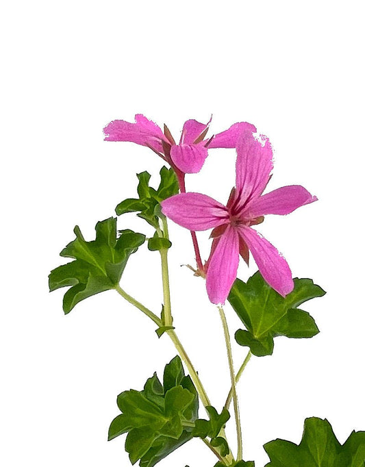 Geranium 'Cascade Lila Compact' 4 Inch - The Garden Corner